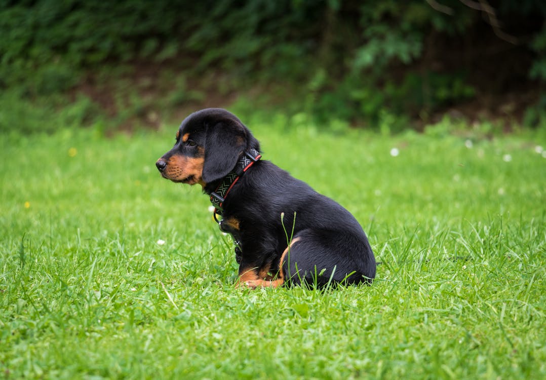 犬只身份认定